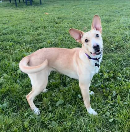 Bella - Terrier, Bull / Retriever, Labrador available for adoption