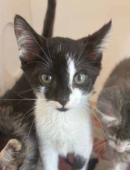 Finnegan - Domestic Shorthair Mix cat available for adoption at Nova Scotia SPCA in Halifax
