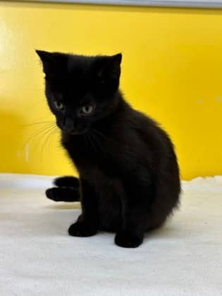 Sasquach - Domestic Shorthair Mix available for adoption
