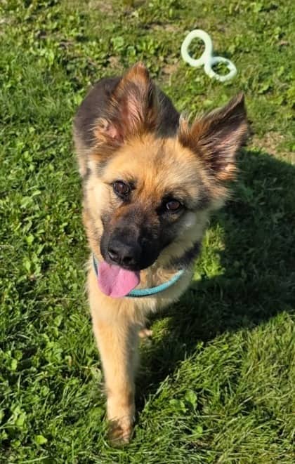 Armina - German Shepherd Mix available for adoption