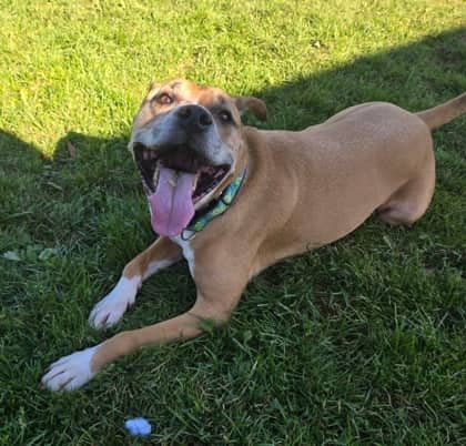 Milo - Terrier, Pit Bull Mix available for adoption