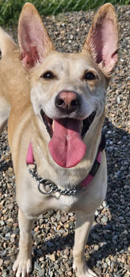 Honey - Retriever, Labrador Mix available for adoption