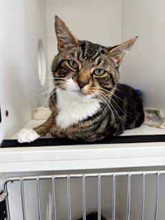 Mr. Furley - Domestic Shorthair Mix cat available for adoption at Nova Scotia SPCA in Halifax