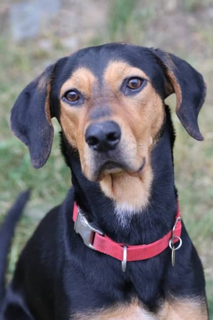 Dakota - Hound Mix available for adoption
