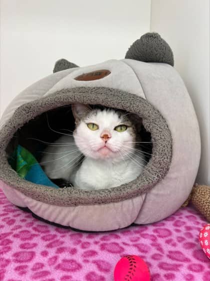 Carnival - Domestic Shorthair Mix cat available for adoption at Nova Scotia SPCA in Halifax