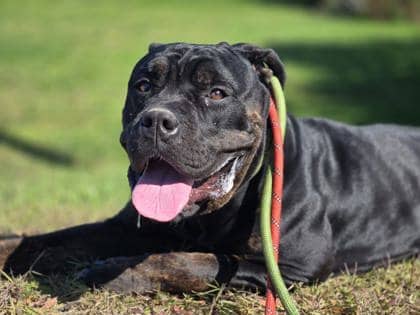 Buster - Mixed Breed available for adoption