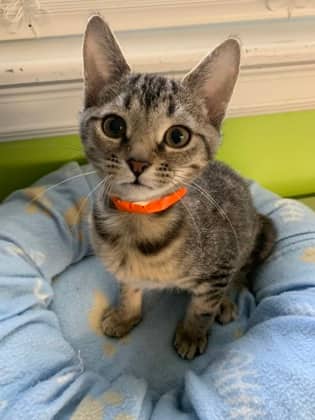 Morose - Domestic Shorthair Mix cat available for adoption at Nova Scotia SPCA in Halifax