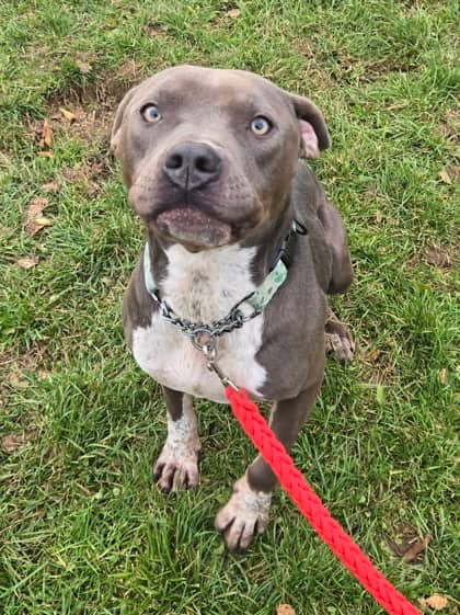 Tango - Terrier, American Pit Bull Mix available for adoption