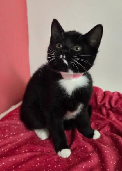 Dr. Santos - Domestic Shorthair Mix cat available for adoption at Nova Scotia SPCA in Halifax