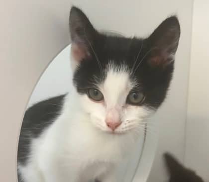Lock - Domestic Shorthair Mix cat available for adoption at Nova Scotia SPCA in Halifax