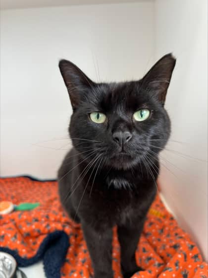 Sophie - Domestic Shorthair Mix cat available for adoption at Nova Scotia SPCA in Halifax