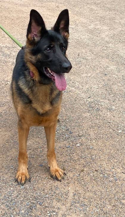 Sadie - German Shepherd Mix available for adoption at Nova Scotia SPCA in Halifax