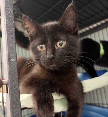 Elmer - Domestic Shorthair Mix cat available for adoption at Nova Scotia SPCA in Halifax