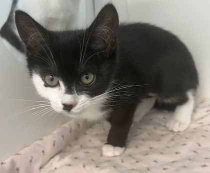 Drop - Domestic Shorthair Mix cat available for adoption at Nova Scotia SPCA in Halifax