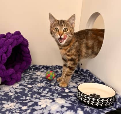 Hullabaloo - Domestic Medium Hair Mix cat available for adoption at Nova Scotia SPCA in Halifax