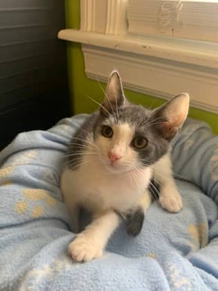 Mopey - Domestic Shorthair Mix cat available for adoption at Nova Scotia SPCA in Halifax