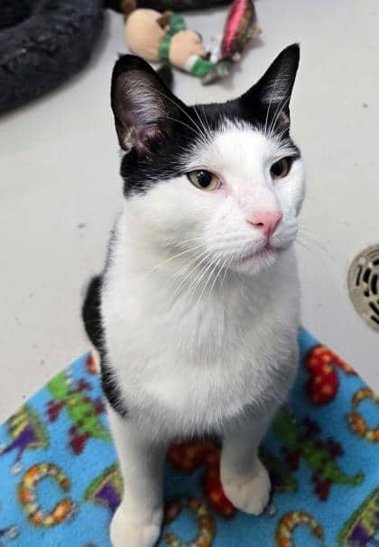 Scone - Domestic Shorthair/Mix cat available for adoption at PEI Humane Society in Charlottetown
