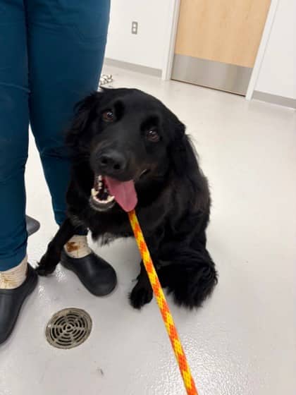 Betty Boop - Foster to Adopt - Retriever/Border Collie available for adoption