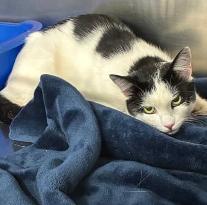Deryl from Darnley - Domestic Shorthair/Mix cat available for adoption at PEI Humane Society in Charlottetown