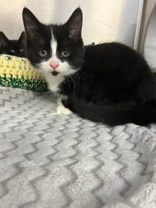 T-Wex - Domestic Shorthair/Mix cat available for adoption at PEI Humane Society in Charlottetown