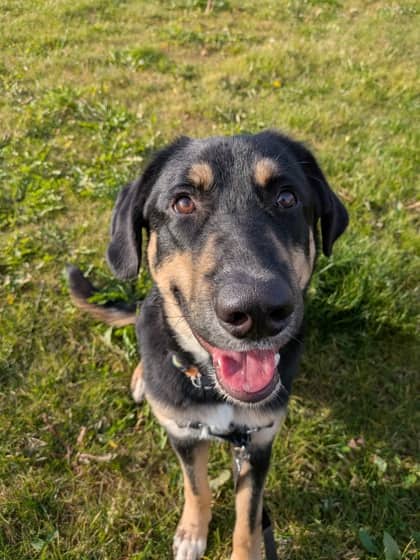 Ralphie - Anatolian Shepherd/Siberian Husky available for adoption