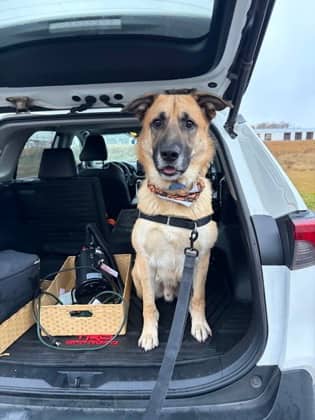 Shadow - German Shepherd/Mix available for adoption