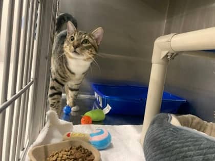 King - Domestic Shorthair/Mix cat available for adoption at PEI Humane Society in Charlottetown