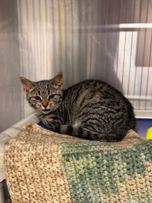 Ping Pong - Foster to Adopt - Domestic Shorthair/Mix available for adoption