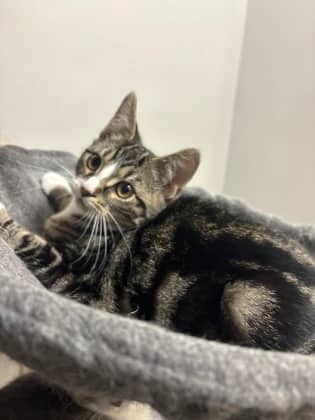 Hoover - Foster to Adopt - Domestic Shorthair/Mix available for adoption