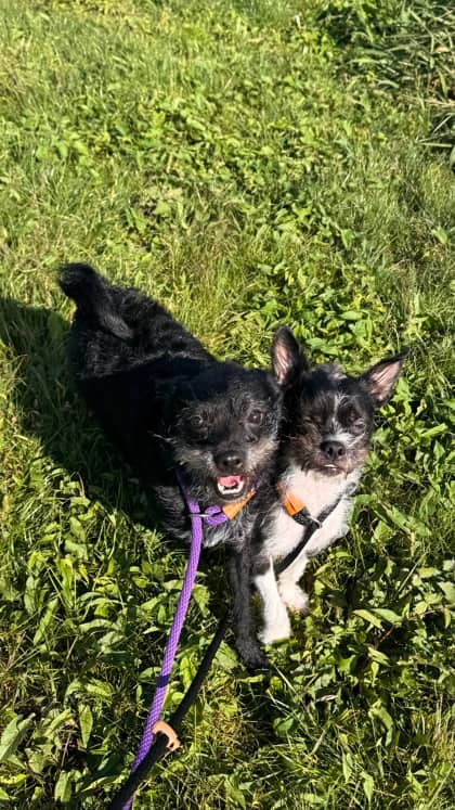Luna & Norman - Bonded Duo/FTA - Terrier/Mix available for adoption