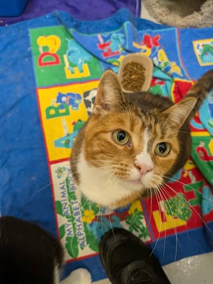 Biscuit - Domestic Shorthair/Mix available for adoption