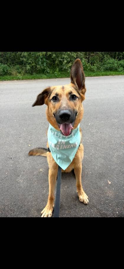 Asuna - German Shepherd/Retriever, Labrador available for adoption
