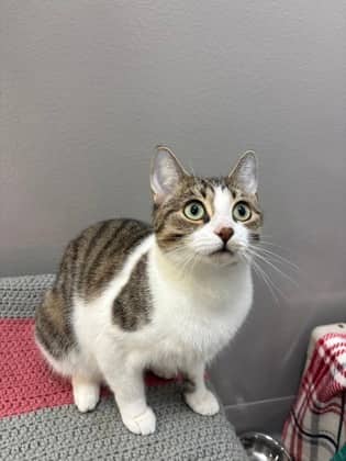 Winnie - Foster to Adopt - Domestic Shorthair/Mix cat available for adoption at PEI Humane Society in Charlottetown