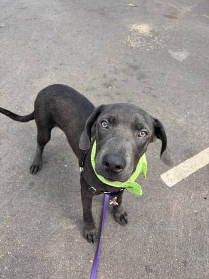Patrick - Retriever, Labrador/Mix available for adoption