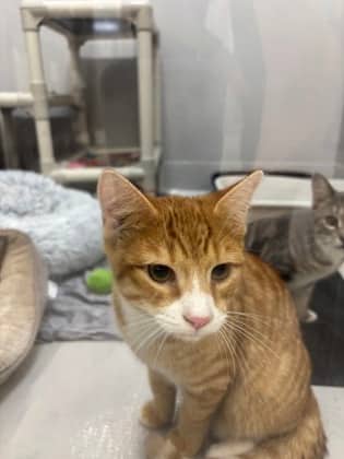 Shrub - Domestic Shorthair/Mix available for adoption