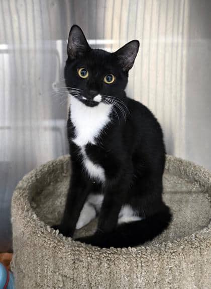 Panini - Foster To Adopt - Domestic Shorthair/Mix available for adoption