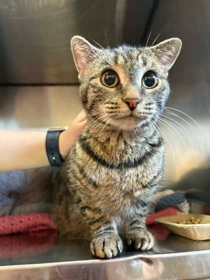 Pea Pod - Only Cat in Home - Domestic Shorthair/Mix available for adoption