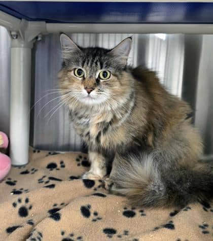 Marilla - Spirit Cat - Domestic Longhair/Mix available for adoption