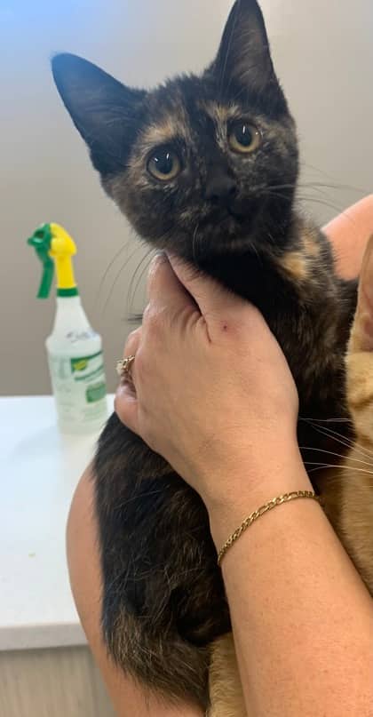Casperita - Foster to Adopt - Domestic Shorthair/Mix cat available for adoption at PEI Humane Society in Charlottetown