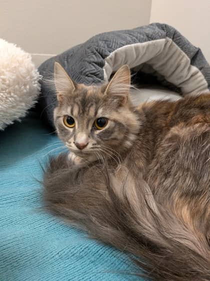 Nettle - Foster To Adopt - Domestic Longhair/Mix available for adoption