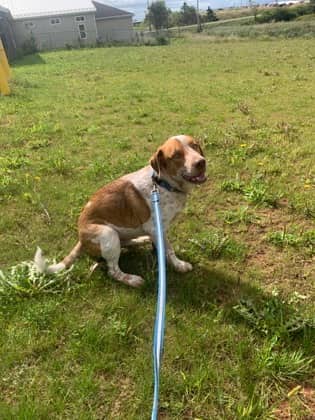 Copper - Foster to Adopt - Coonhound, American English/Retriever, Labrador available for adoption