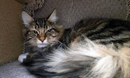 Thistle - Domestic Longhair/Mix available for adoption
