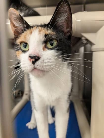 Flatbread - Domestic Shorthair/Mix available for adoption
