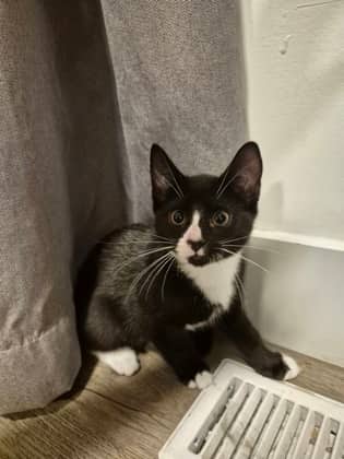 Half Mask @ PetSmart - Domestic Shorthair/Mix cat available for adoption at PEI Humane Society in Charlottetown