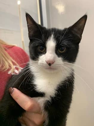 Shark - Domestic Shorthair/Mix available for adoption