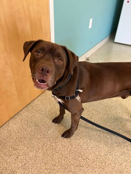 Enzo - Foster to Adopt - Terrier, American Pit Bull/Retriever, Labrador available for adoption