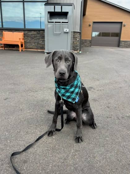 Sandy - Foster to Adopt - Retriever, Labrador/Mix available for adoption at PEI Humane Society in Charlottetown