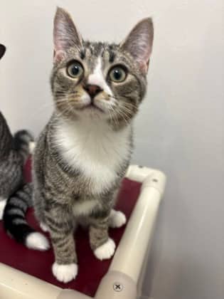 Kinder - Foster to Adopt - Domestic Shorthair/Mix cat available for adoption at PEI Humane Society in Charlottetown