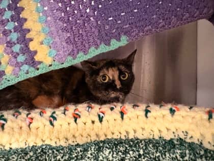 Eris - Foster To Adopt - Domestic Shorthair/Mix cat available for adoption at PEI Humane Society in Charlottetown