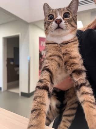 Moss - Domestic Shorthair/Mix available for adoption